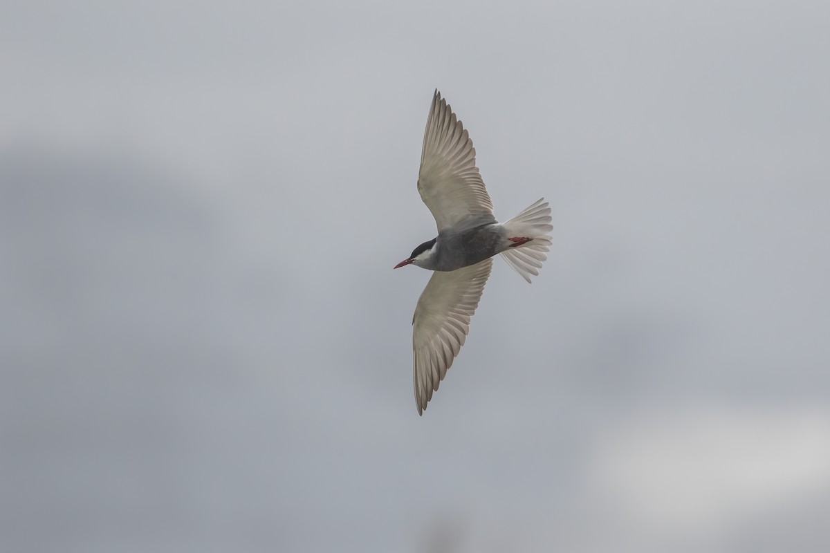 Whiskered Tern - Martin  Flack