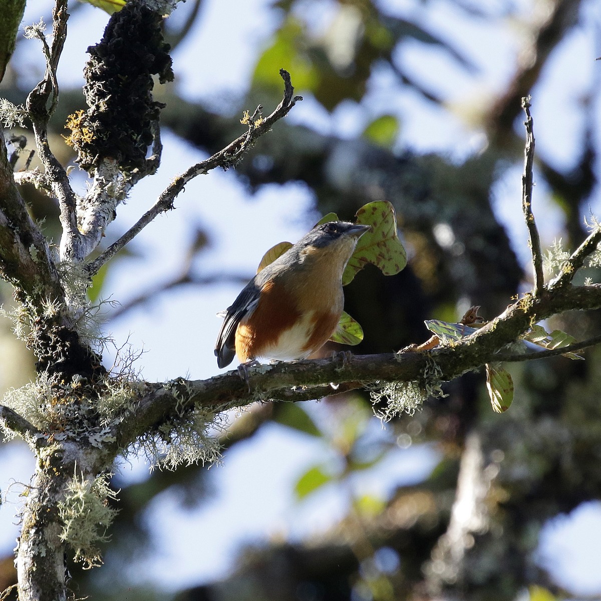 Buff-throated Warbling Finch - ML618155802