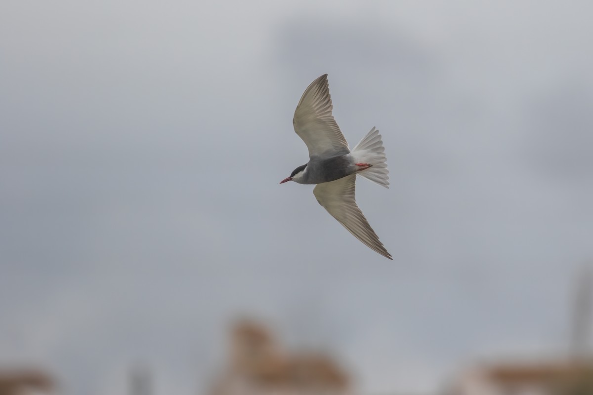 Whiskered Tern - Martin  Flack