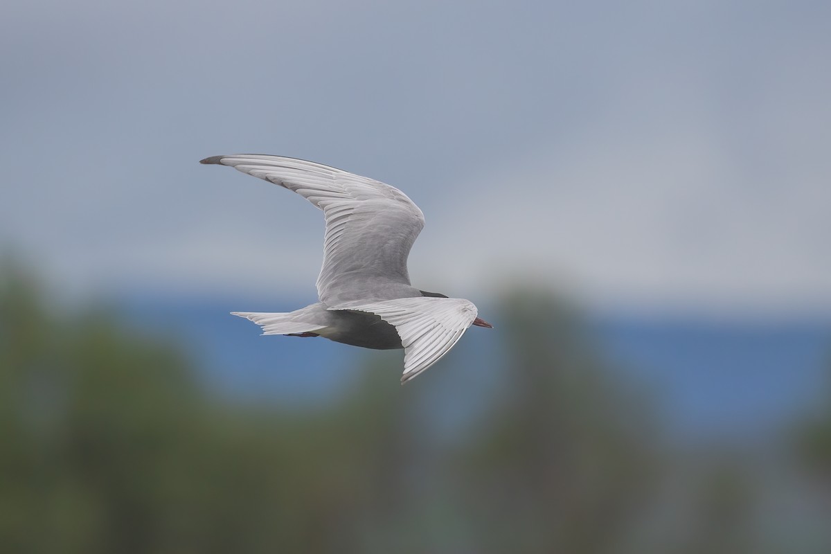 Whiskered Tern - Martin  Flack