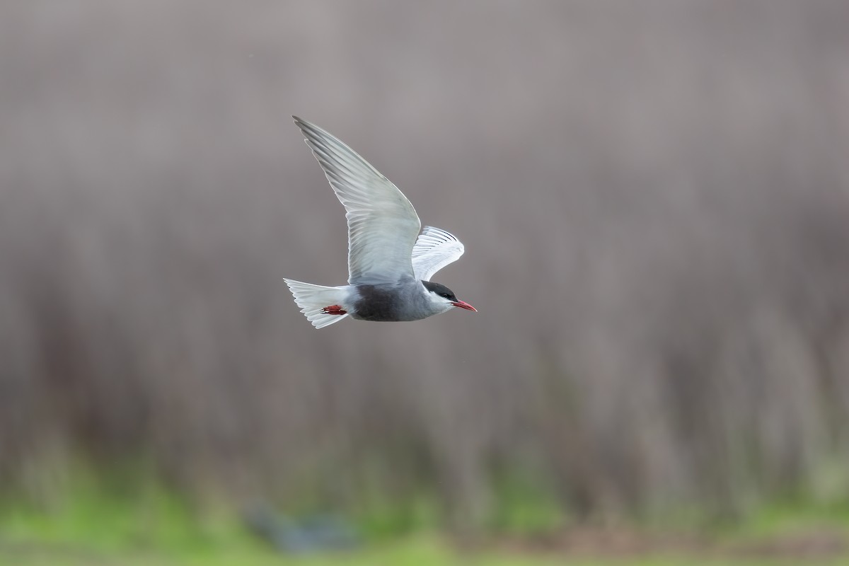 Whiskered Tern - Martin  Flack