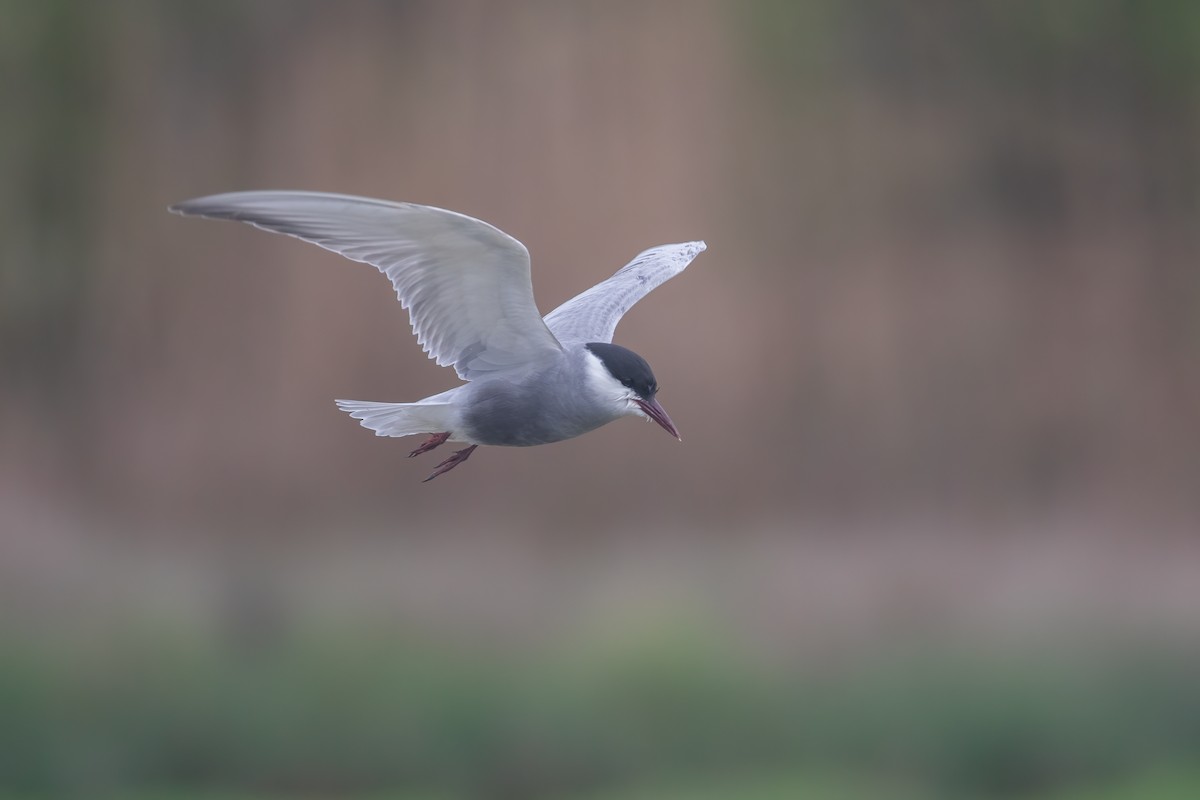 Whiskered Tern - Martin  Flack