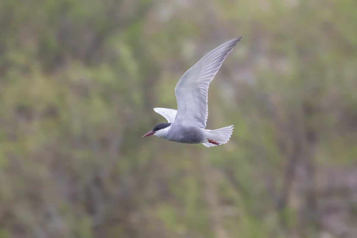 Whiskered Tern - Martin  Flack