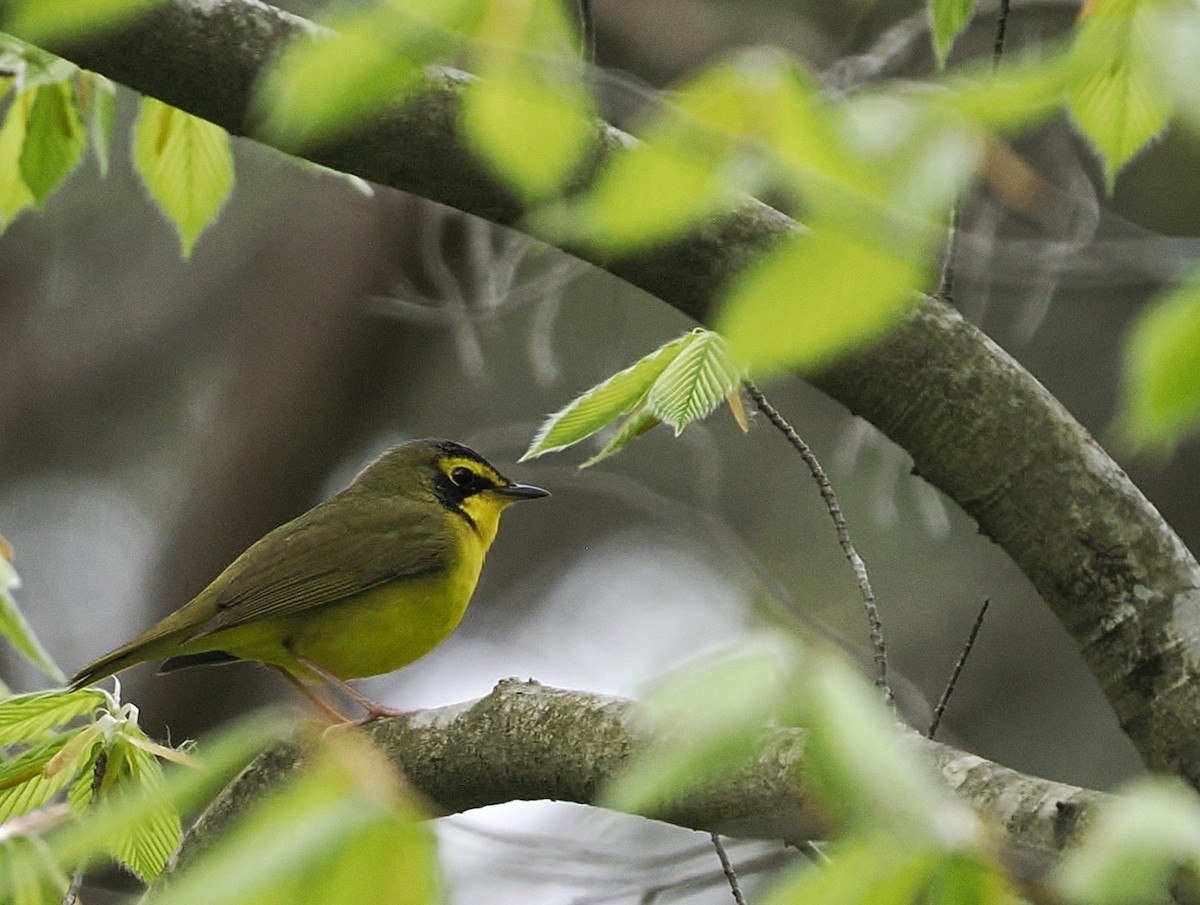 Kentucky Warbler - ML618155861