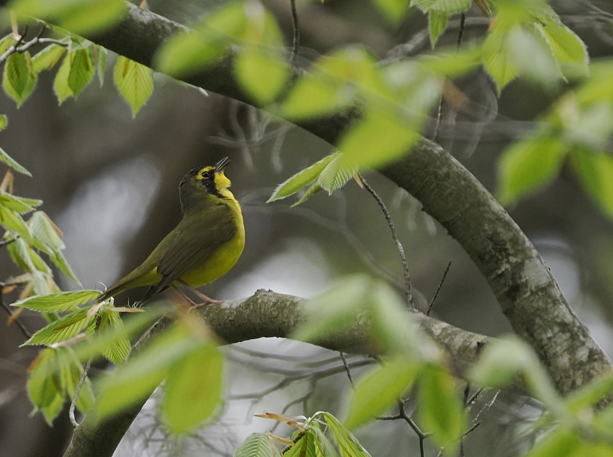 Kentucky Warbler - Jeffery Sole