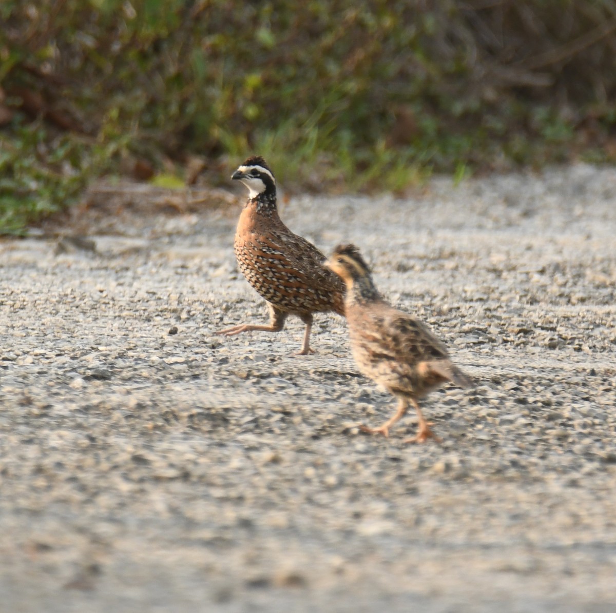 Northern Bobwhite - ML618155917