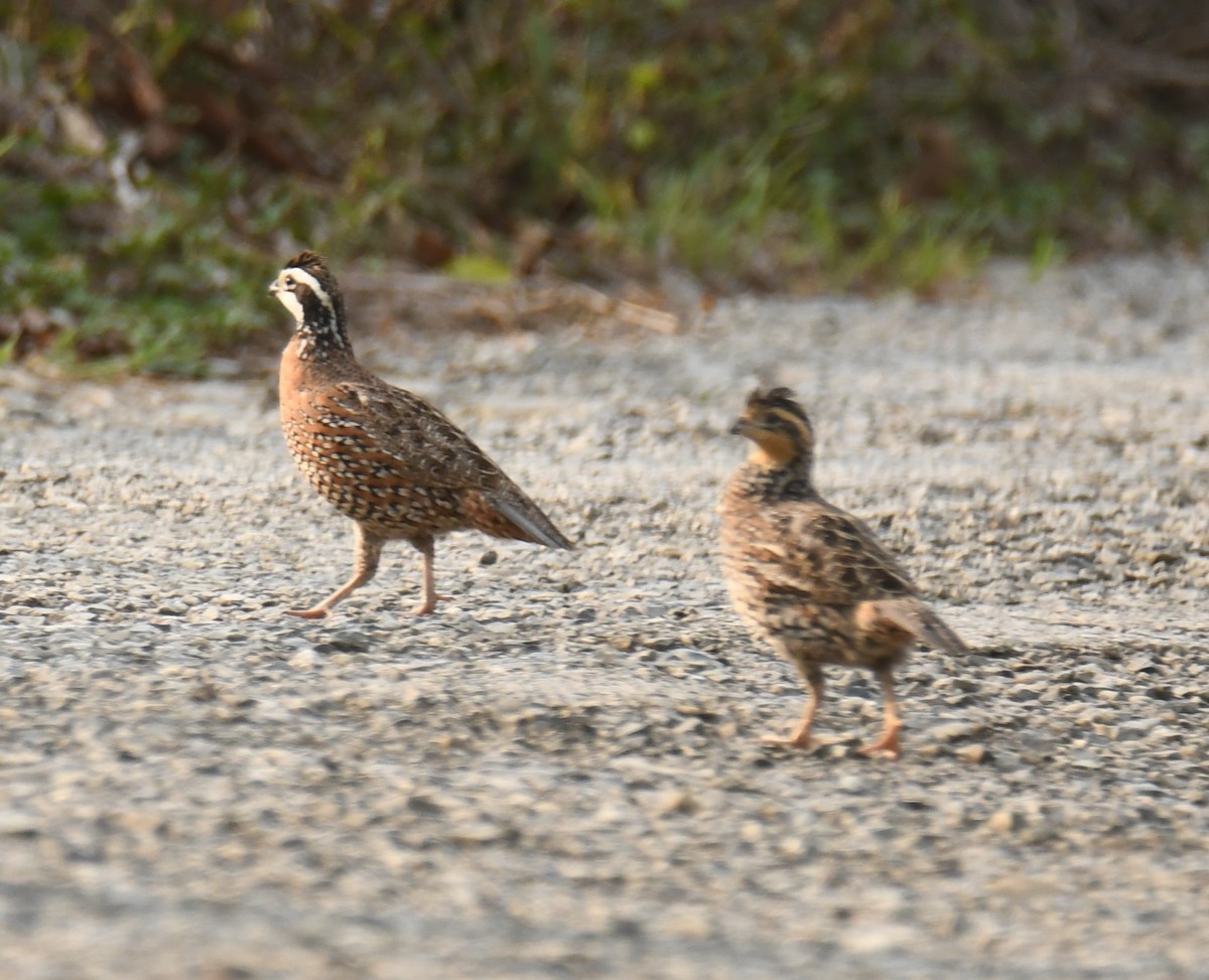 Northern Bobwhite - ML618155919