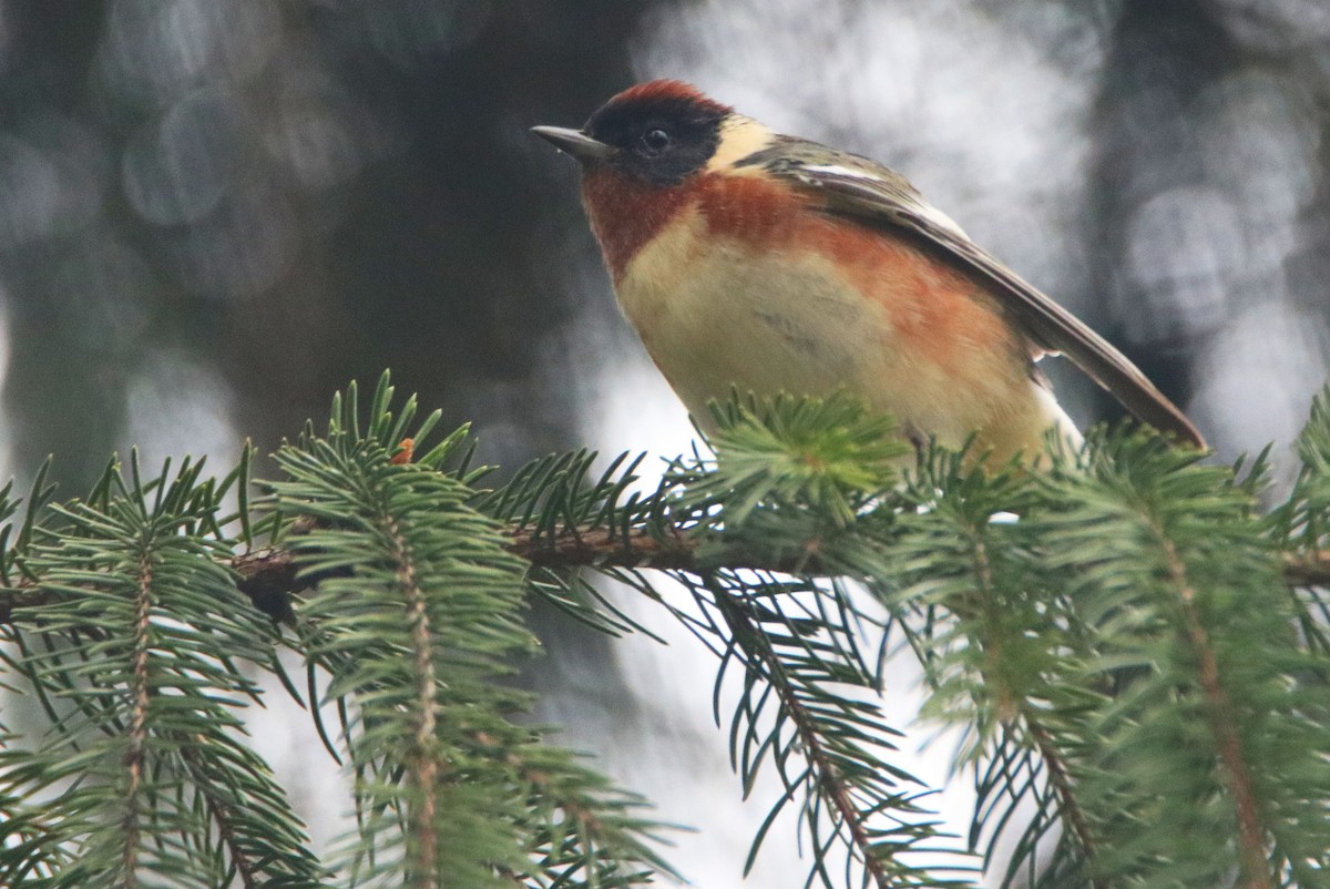 Bay-breasted Warbler - ML618155924