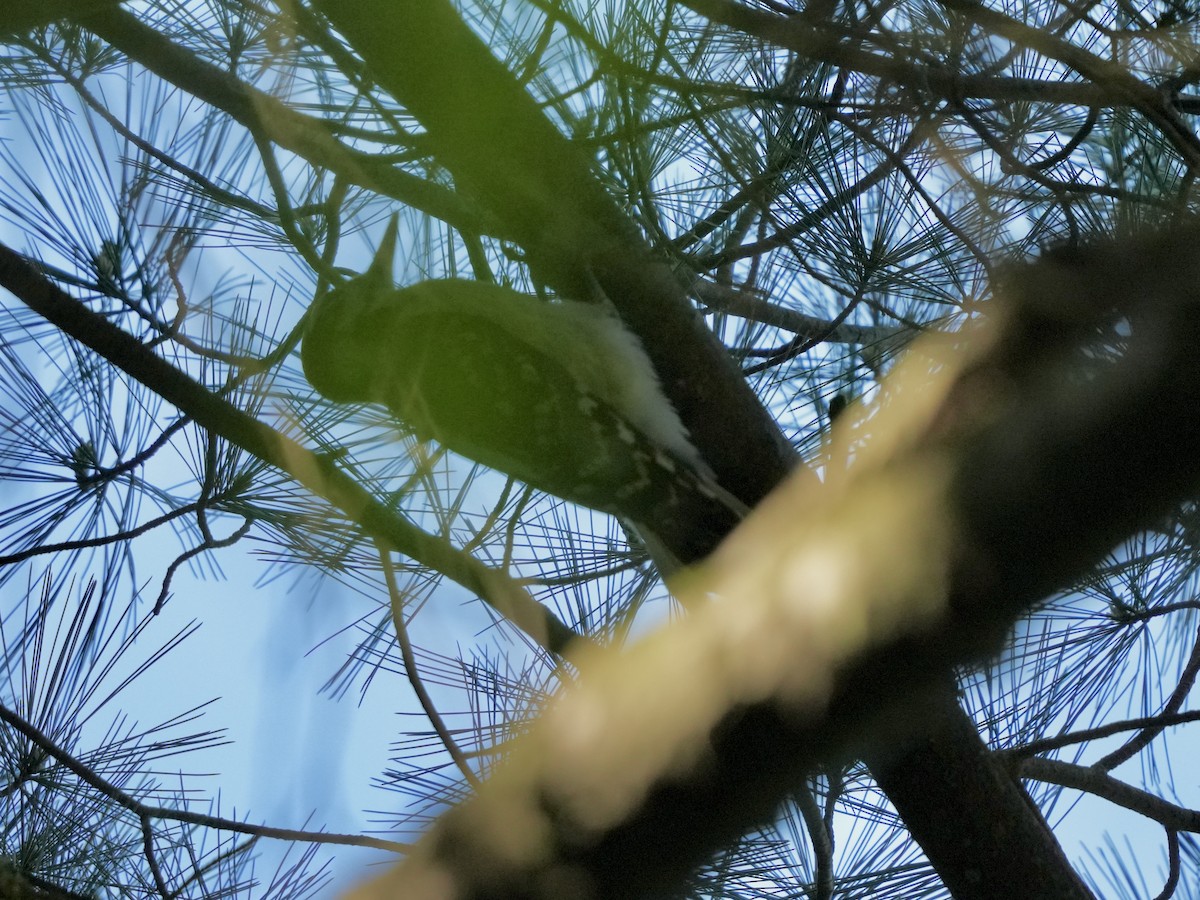 Hairy Woodpecker - Stacy Rabinovitz