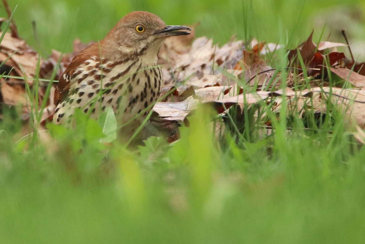 Brown Thrasher - ML618155930
