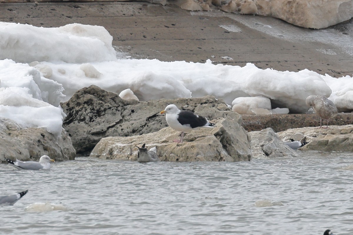 Great Black-backed Gull - Scott Timmer