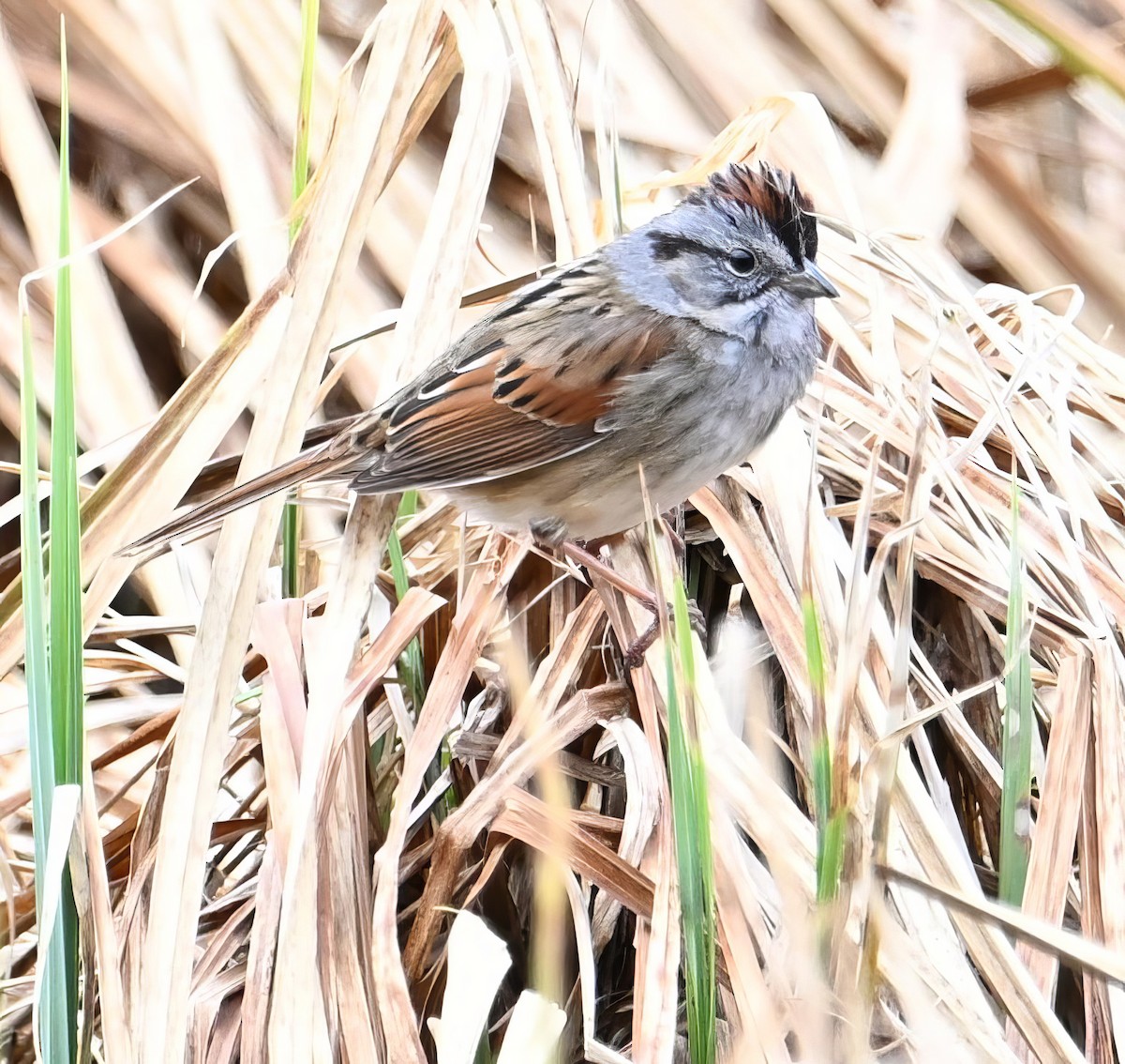 Swamp Sparrow - ML618155943