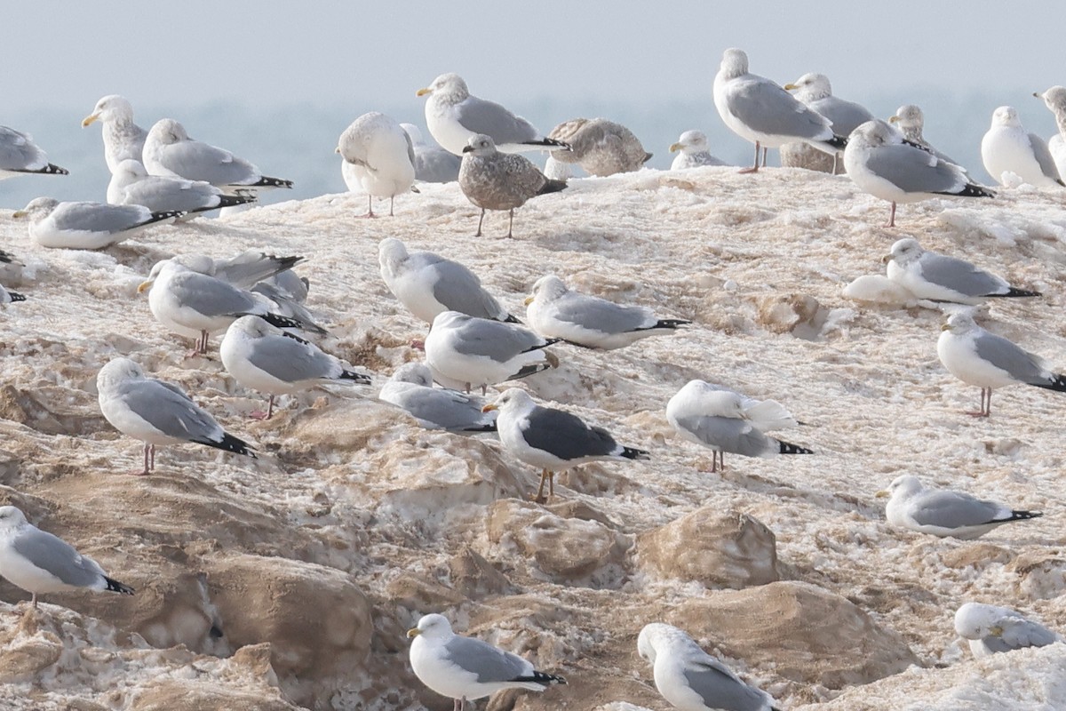 Lesser Black-backed Gull - Scott Timmer