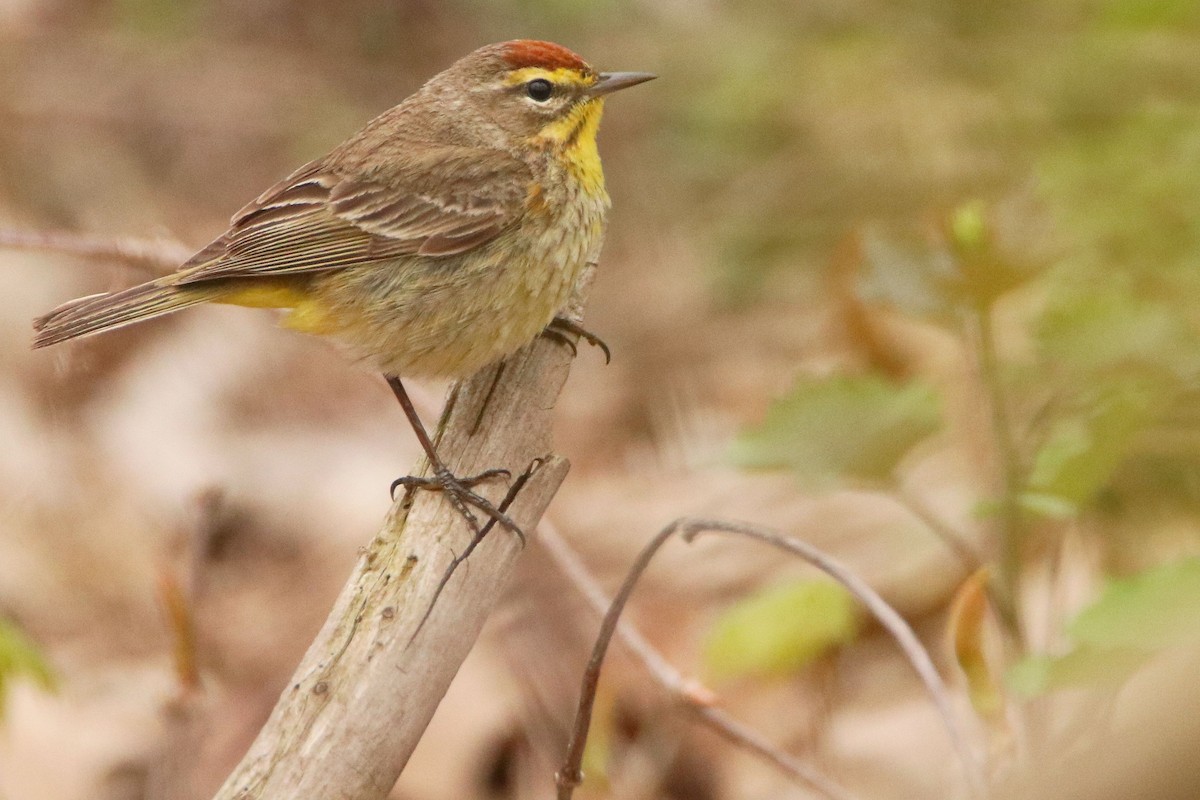 Palm Warbler - ML618155953