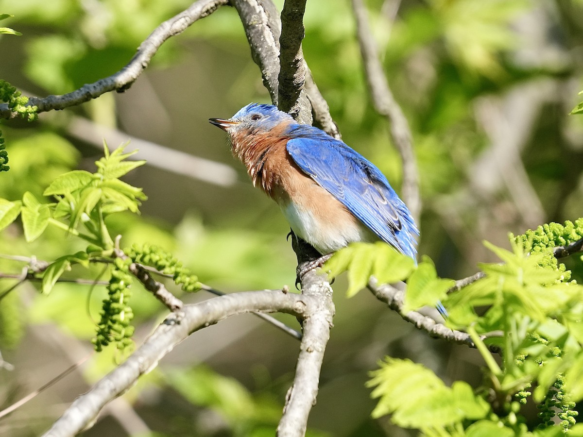 Eastern Bluebird - Stacy Rabinovitz