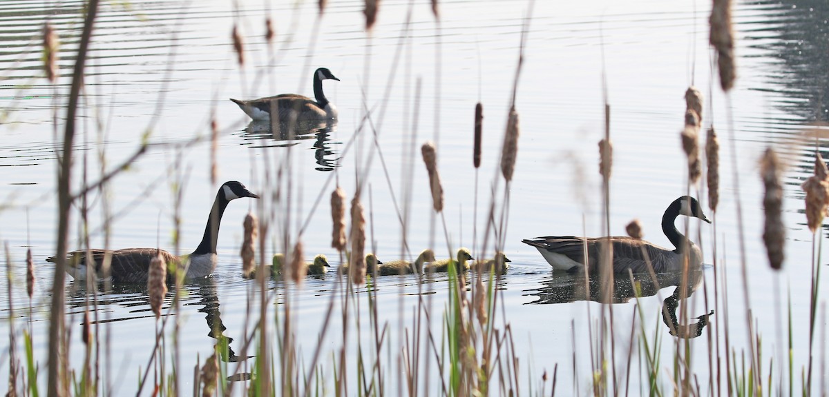 Canada Goose - Elizabeth Brensinger