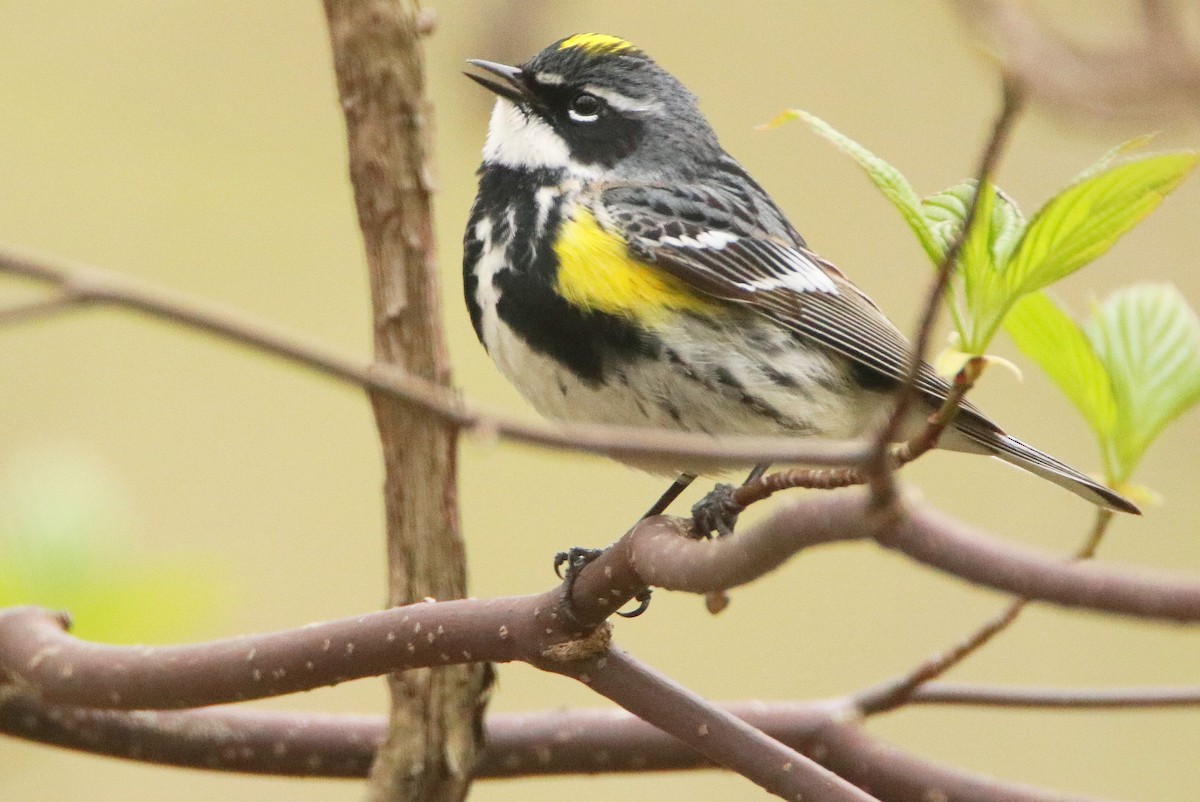 Yellow-rumped Warbler - ML618155958