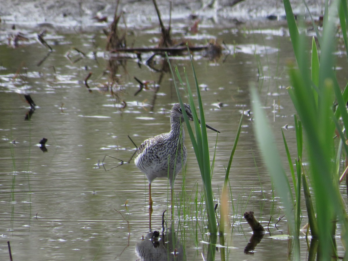 Greater Yellowlegs - Allan Burrage