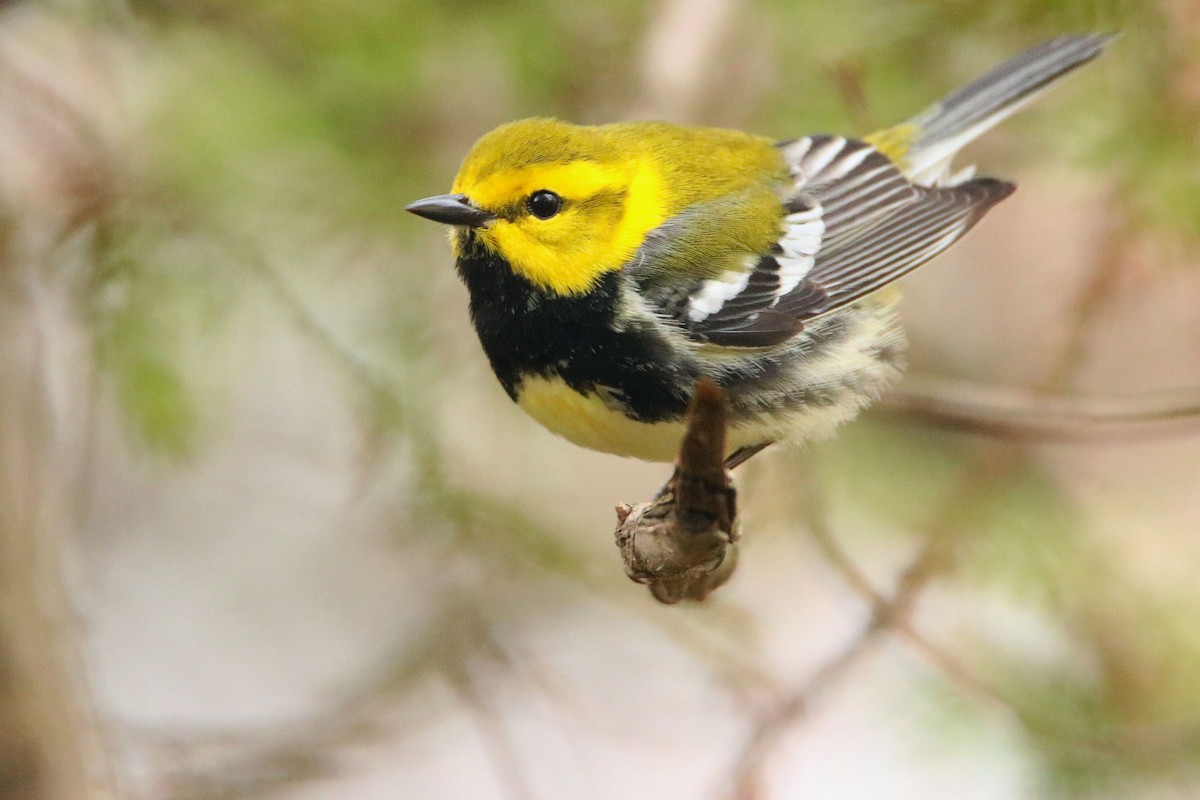 Black-throated Green Warbler - ML618155973