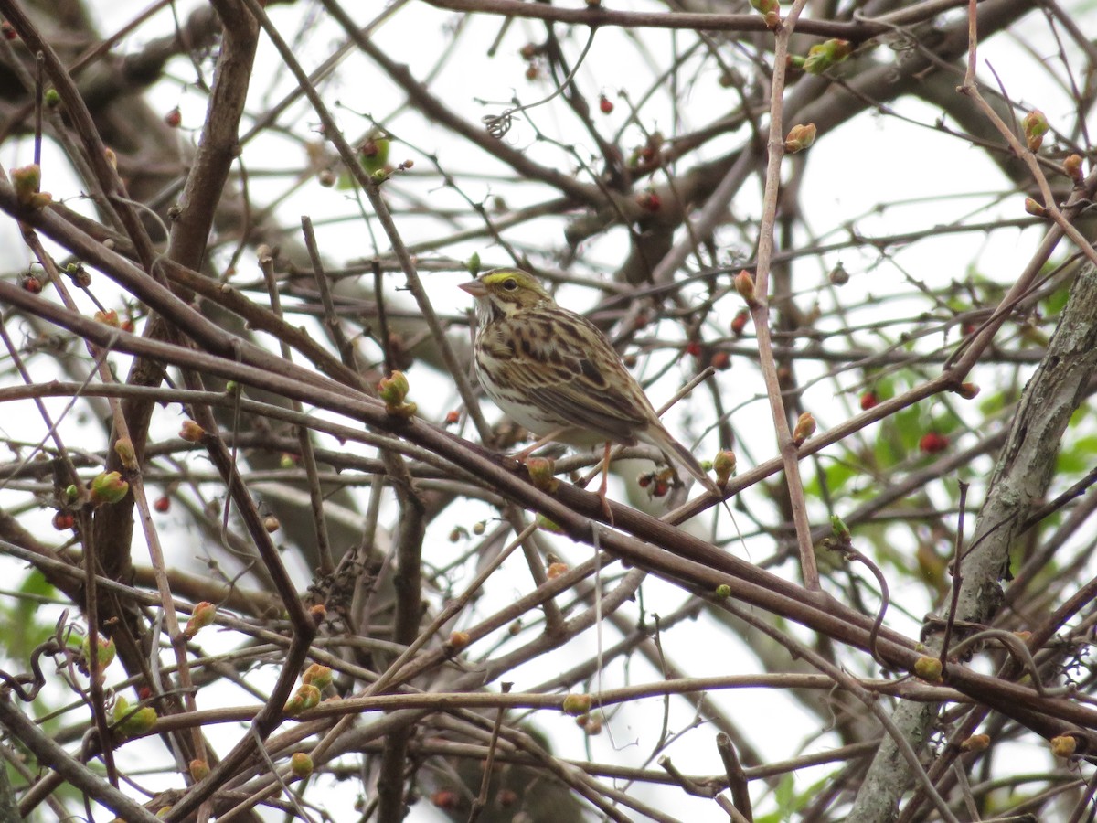 Savannah Sparrow - Allan Burrage