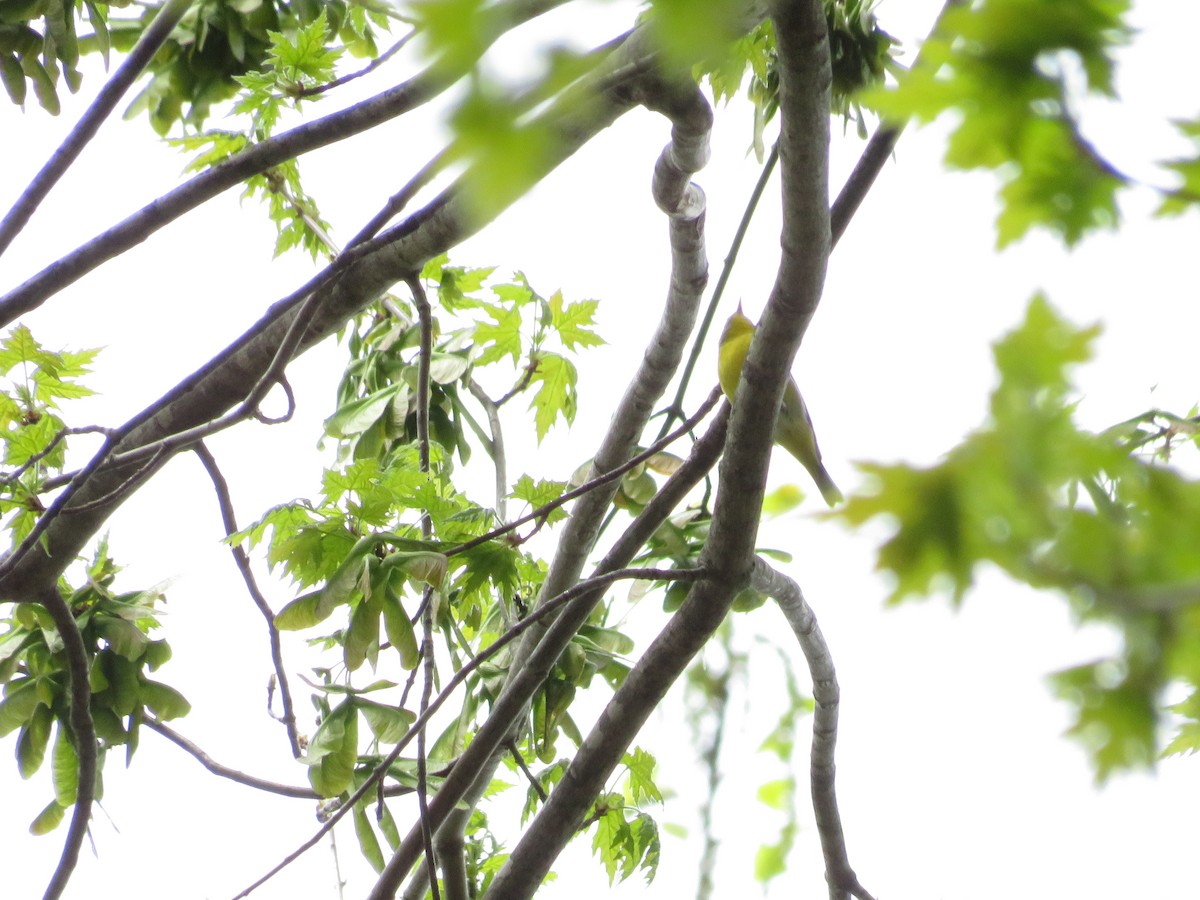 Nashville Warbler - Allan Burrage