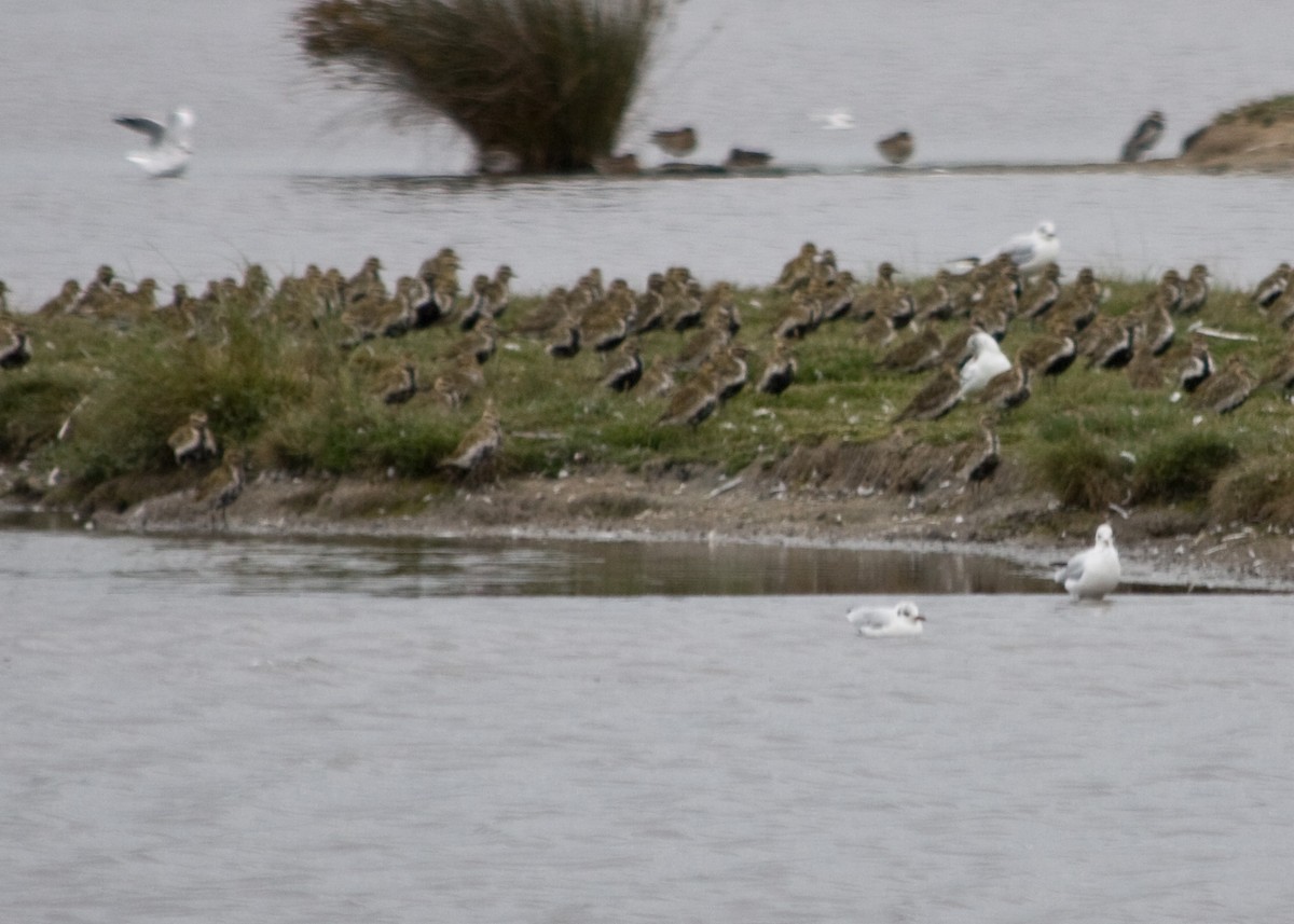 European Golden-Plover - Tim Harrop