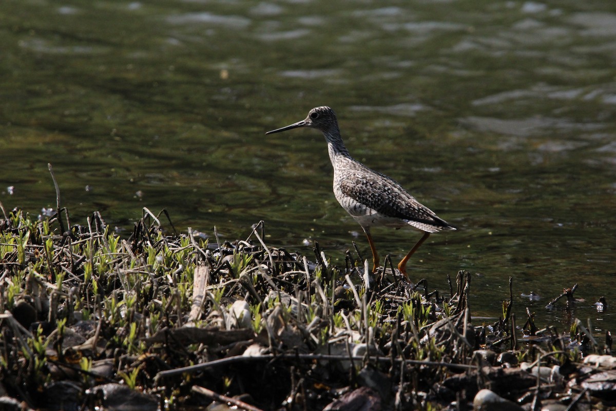 Greater Yellowlegs - T Harshman