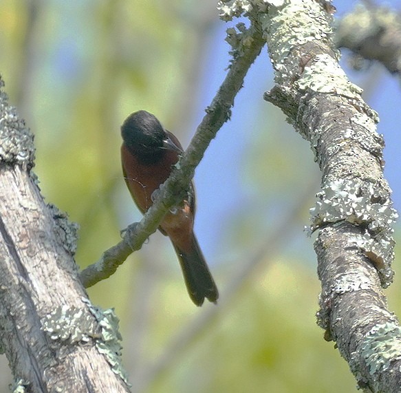 Orchard Oriole - Karin Isett