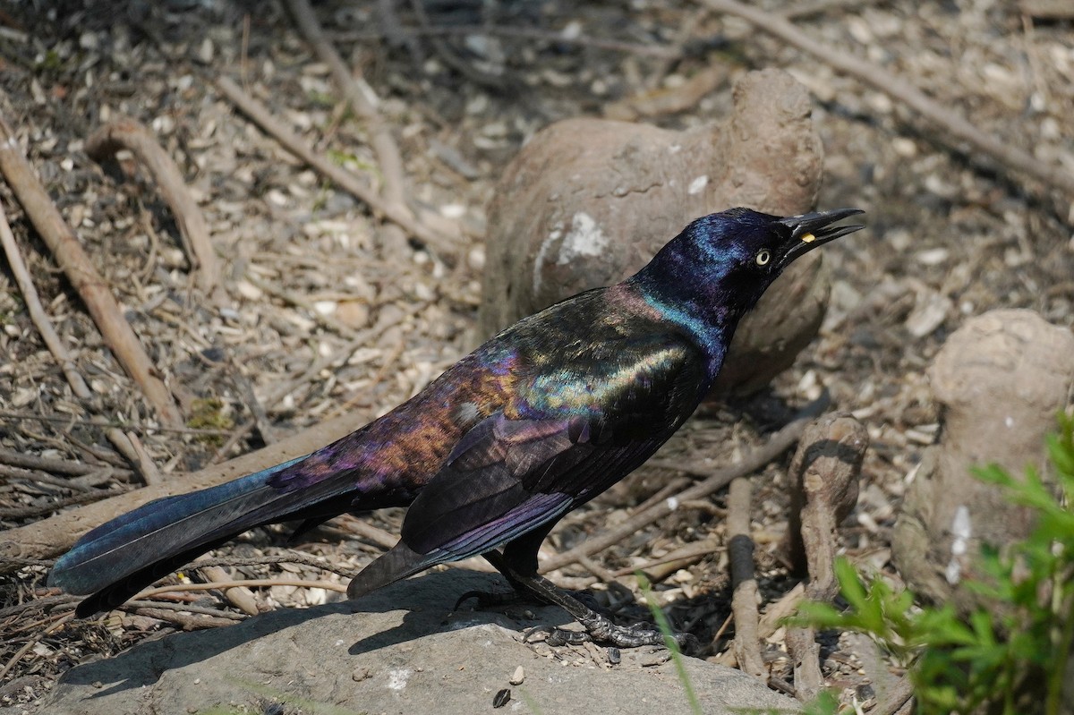 Common Grackle - Karin Isett