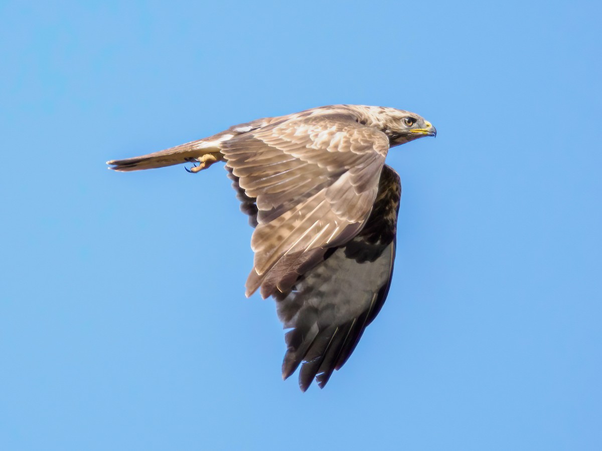 Common Buzzard - Manuel Fernandez-Bermejo