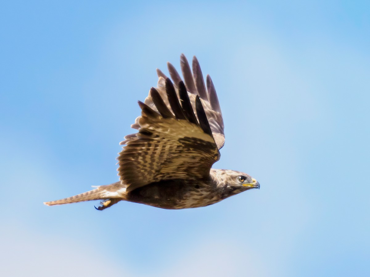 Common Buzzard - Manuel Fernandez-Bermejo