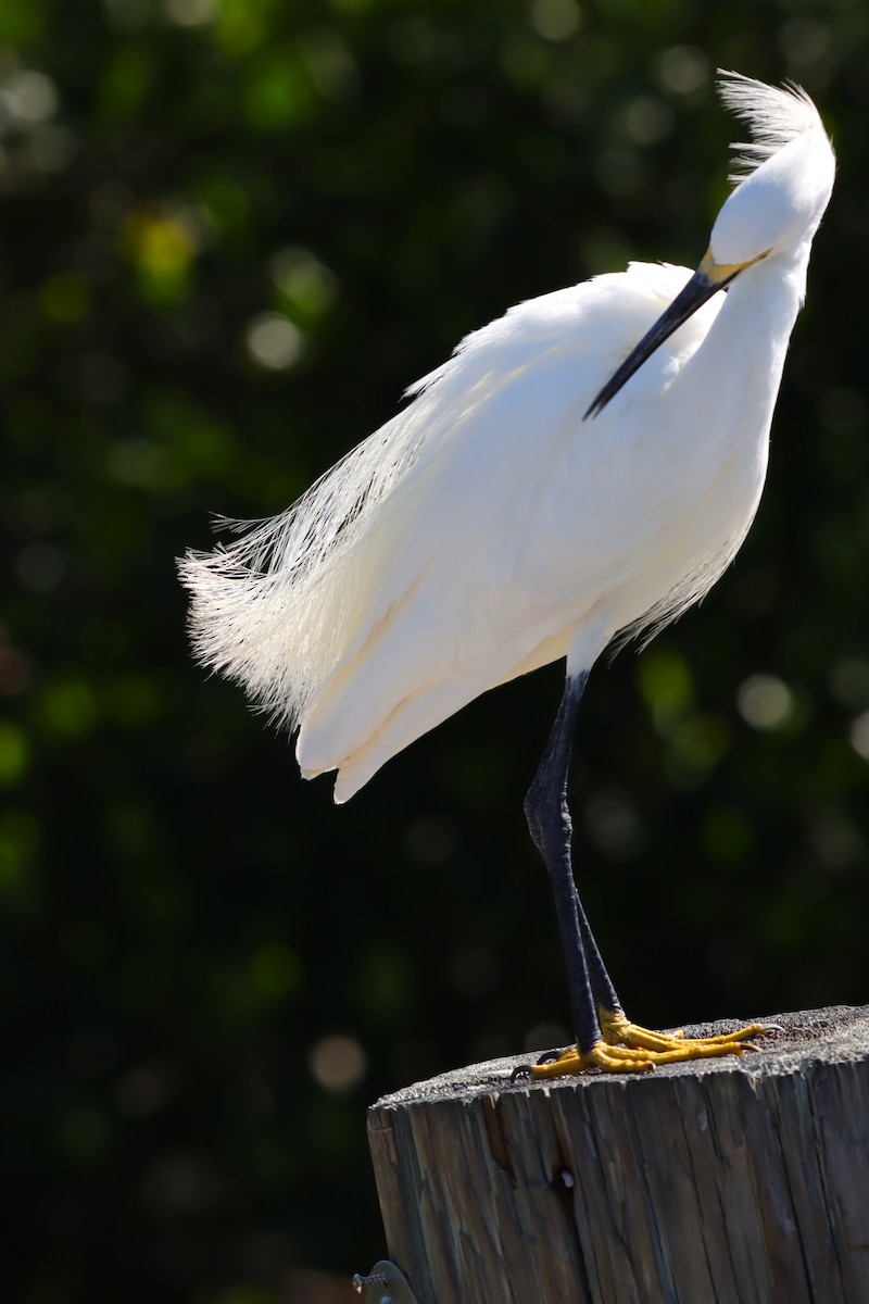 Snowy Egret - Margaret Viens