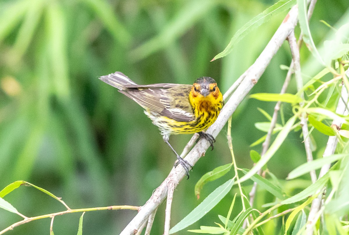 Cape May Warbler - aaron evans