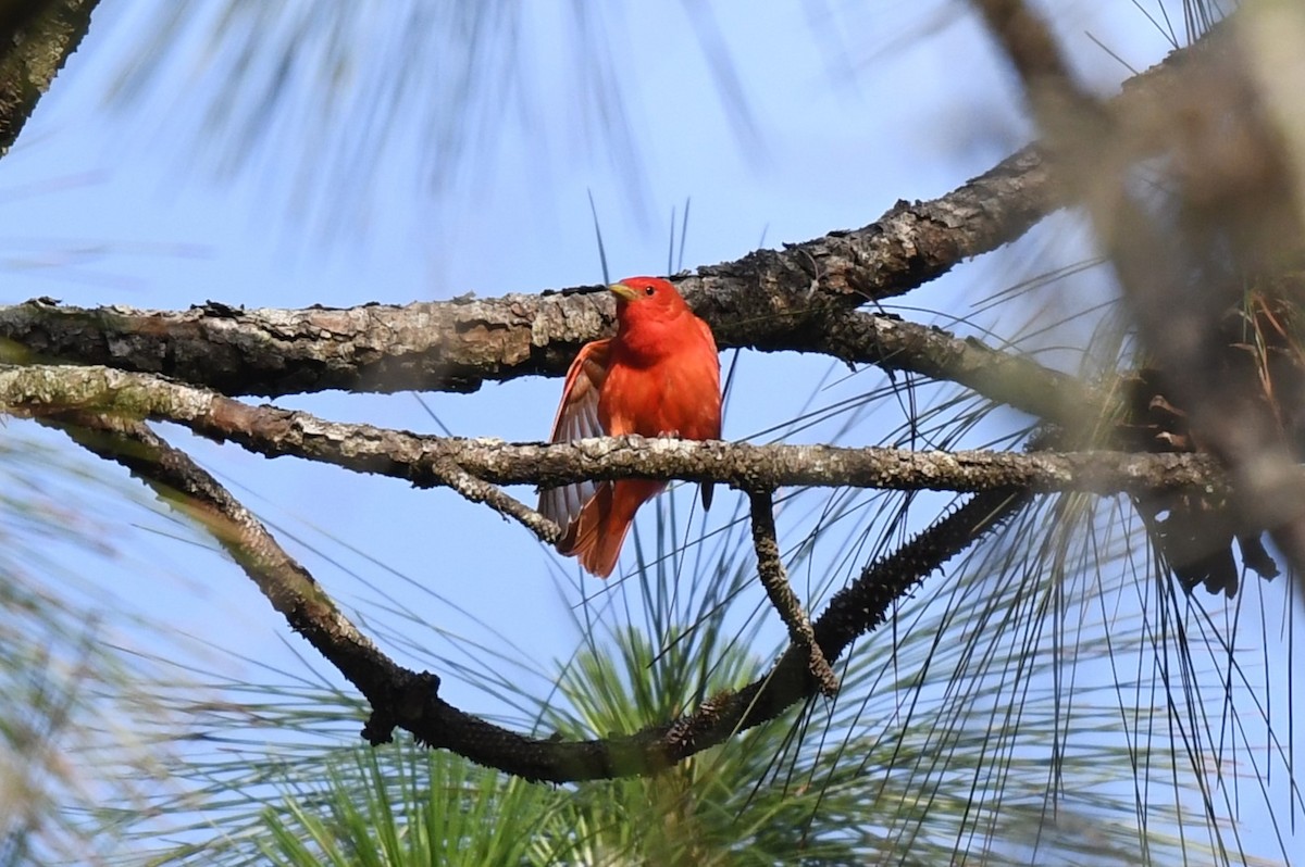 Summer Tanager - Wendy N