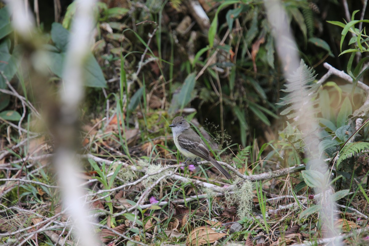 Pale-edged Flycatcher - Desmond Allen