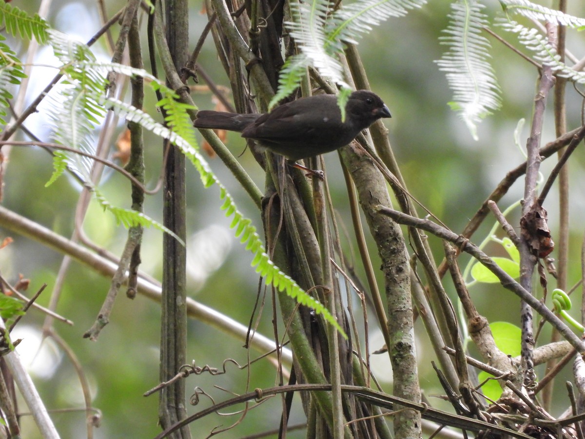 Sooty Grassquit - ML618156088