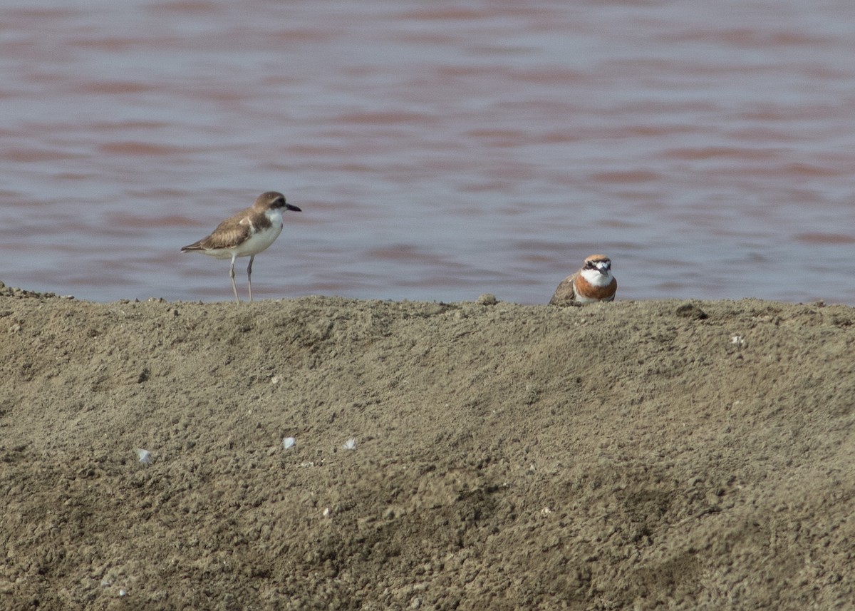 Greater Sand-Plover - Tim Harrop