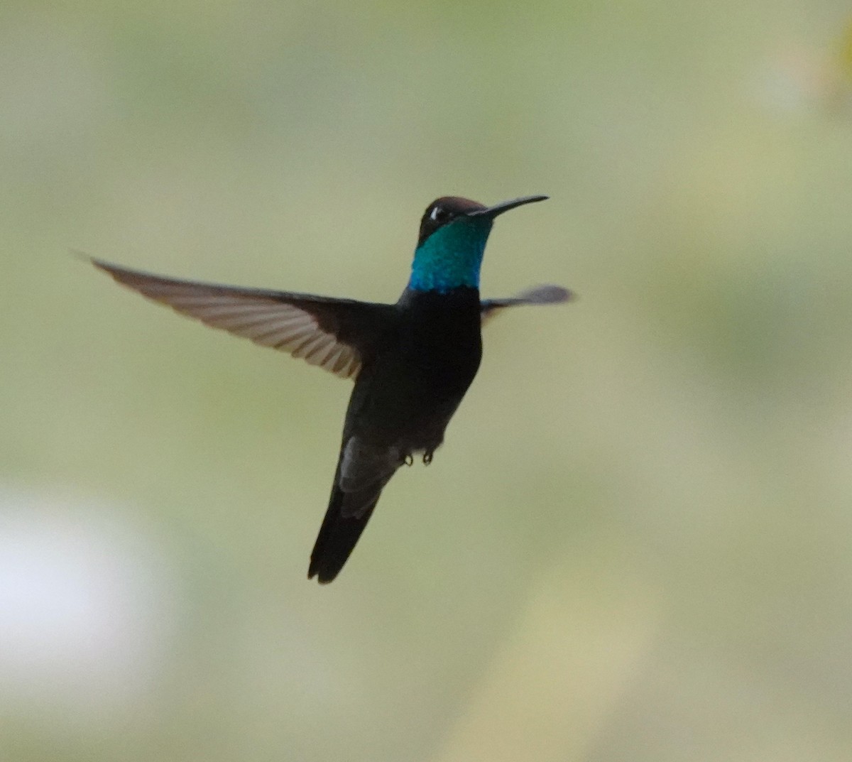 Rivoli's Hummingbird - ML618156100