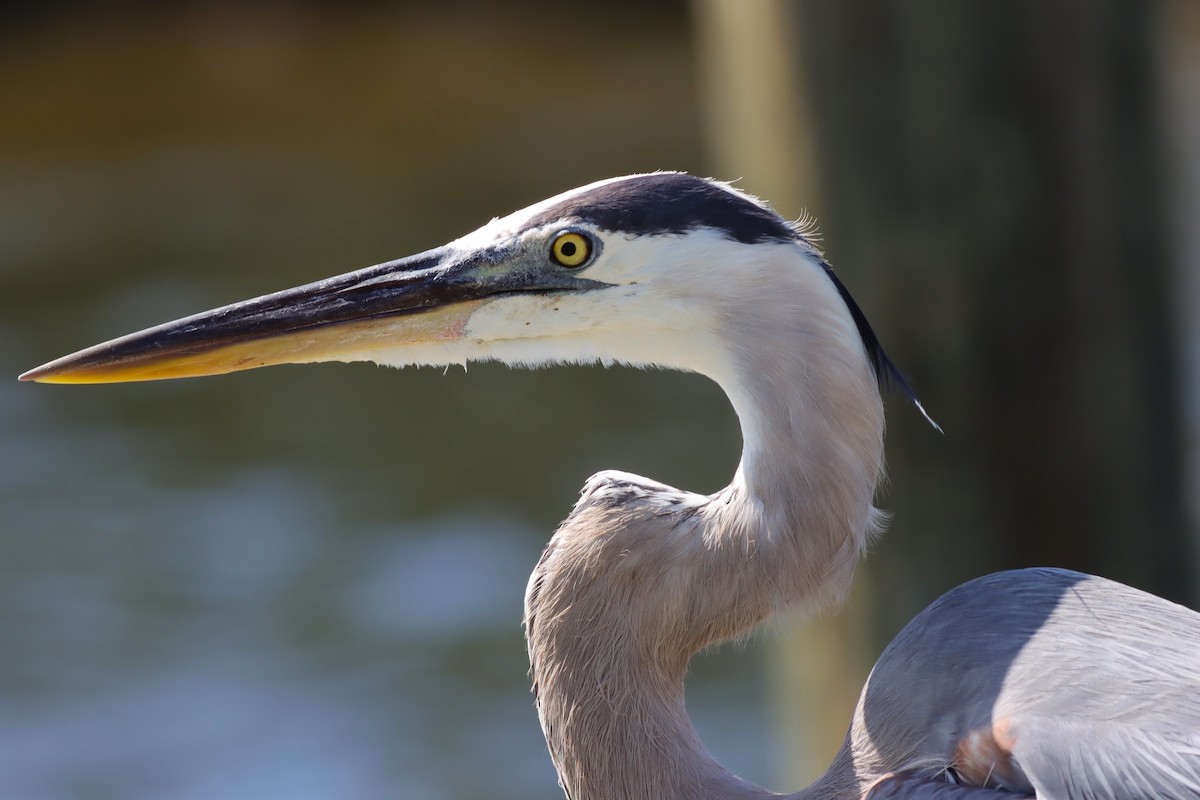 Great Blue Heron - Margaret Viens