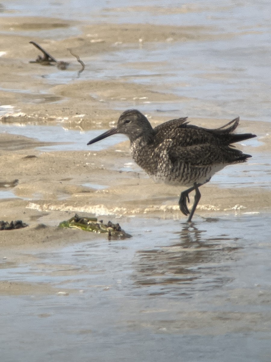 Willet - Peter Grose