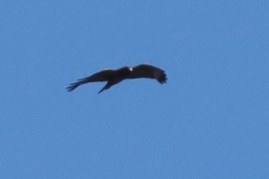 Short-tailed Hawk - Margaret Viens