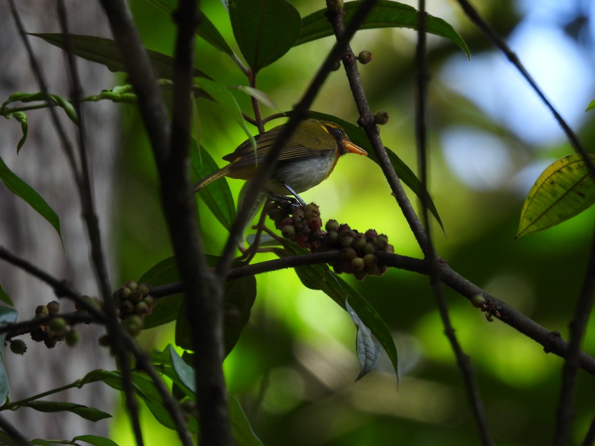 Guira Tanager - ML618156139