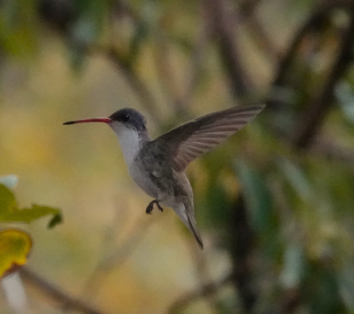 Mor Alınlı Kolibri - ML618156148