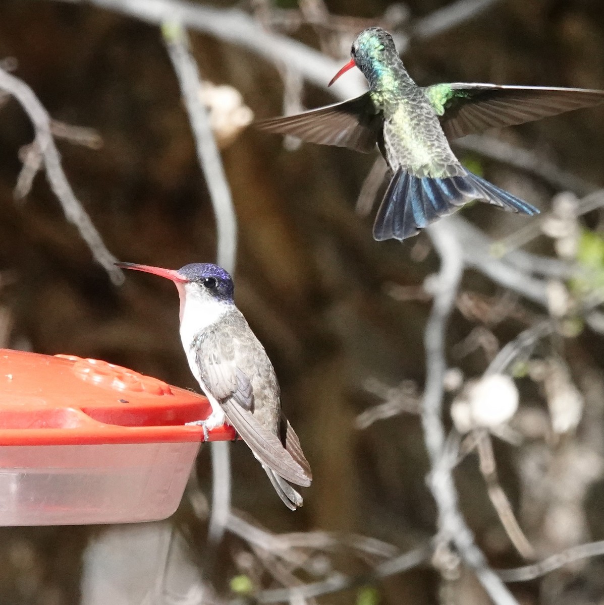 Violet-crowned Hummingbird - Dawn Abbott