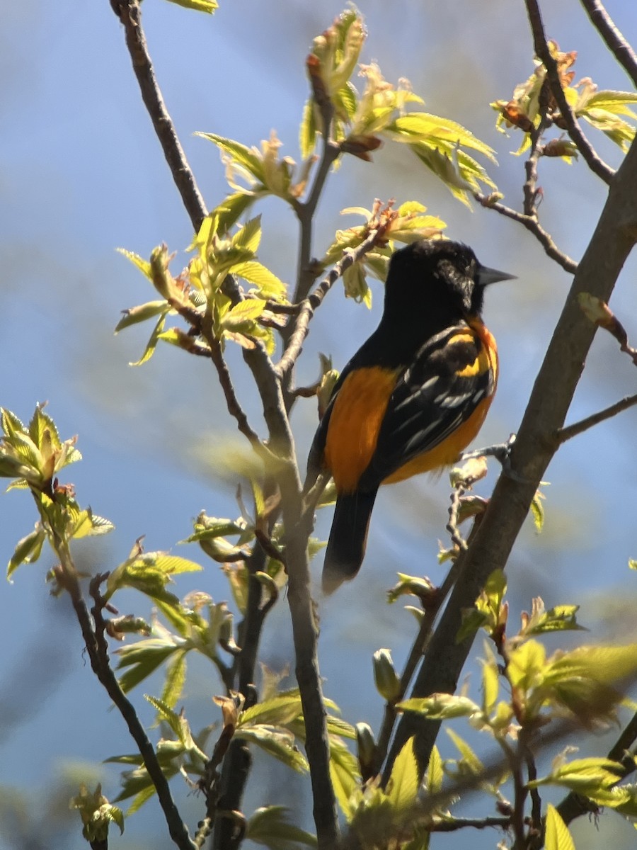 Baltimore Oriole - Peter Grose