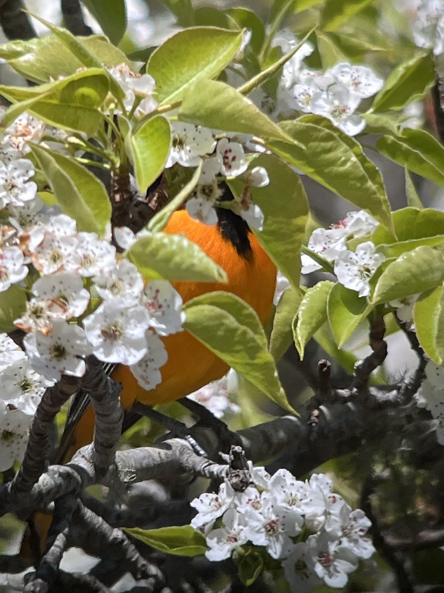 Baltimore Oriole - Peter Grose