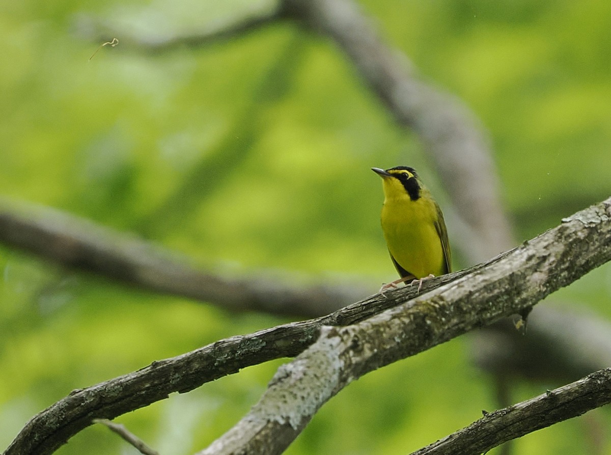 Kentucky Warbler - Jeffery Sole