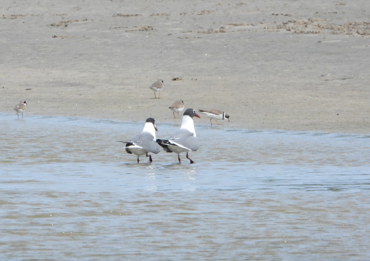 Laughing Gull - Kathleen Balbona