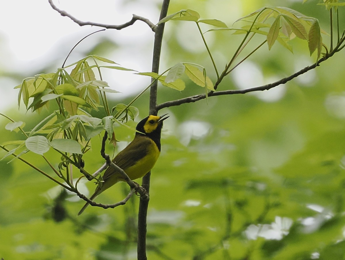 Hooded Warbler - Jeffery Sole