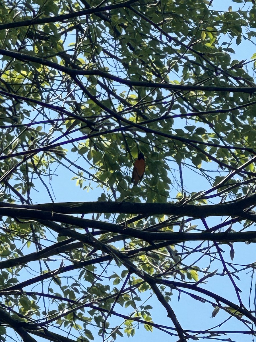 Baltimore Oriole - Christie Tashjian